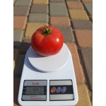 Семена томата розового Селла F1 (1000 семян), Libra Seeds (Erste Zaden), полудетерминантный Семена томата розового Селла F1 (1000 семян), Libra Seeds (Erste Zaden), полудетерминантный